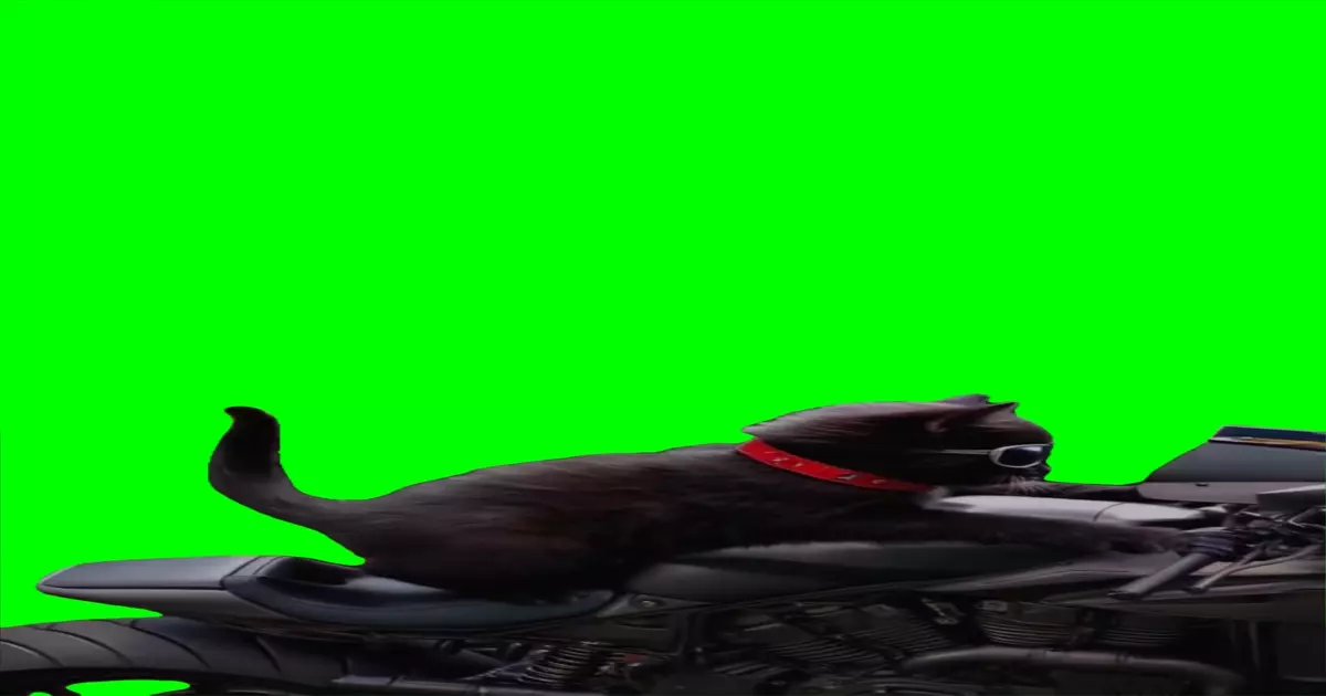 Cat On A Bike Green Screen Meme Download Video