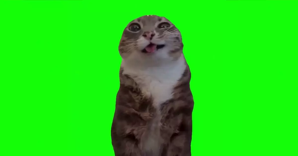 Cat Pissing Green Screen Meme Download Video