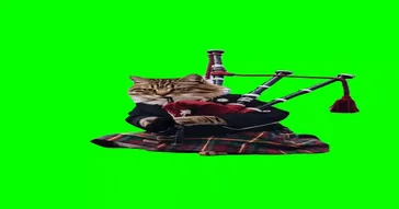 Cat Playing Guitar Green Screen Meme Download | Video & Audio Meme Video