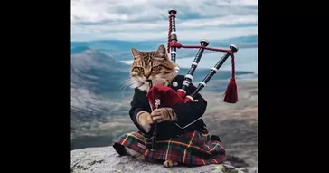 Cat Playing Bagpipe Green Screen Meme Download | Video & Audio Meme Video