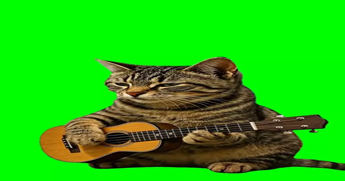 Cat Playing Guitar Meme Download Video