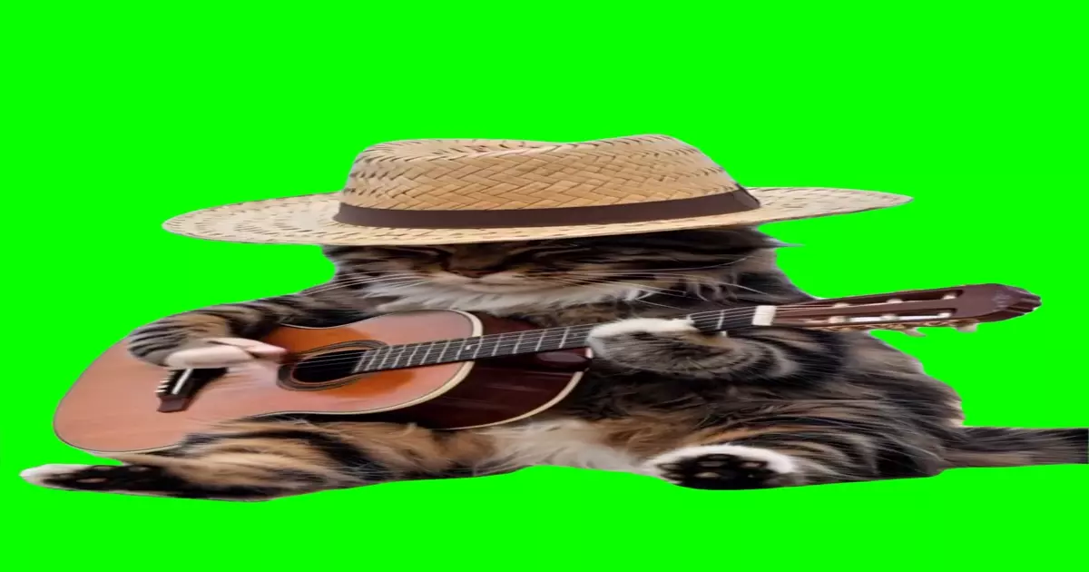 Cat Playing Guitar On Beach Green Screen Meme Download Video
