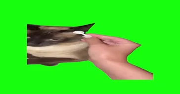 Cat Pulls Out Earbud Green Screen Meme Video