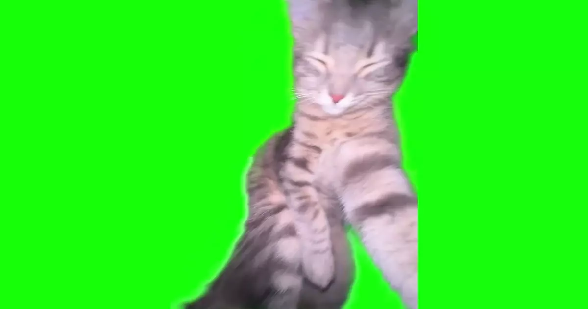 Cat Rizz Meme Download Video