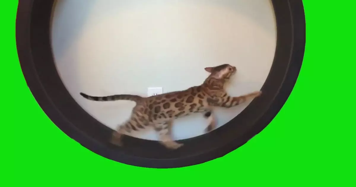 Cat Running In Exercise Wheel Green Screen Meme Download Video