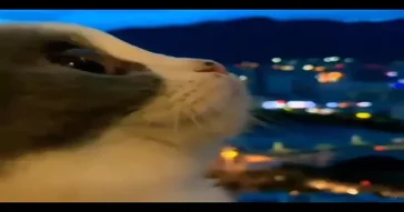 Cat Sadly Seeing The Sky Meme Video