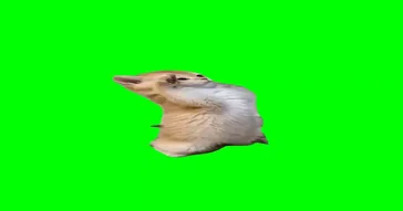 Cat Jumps High From The Horn Meme Download | Video & Audio Meme Video