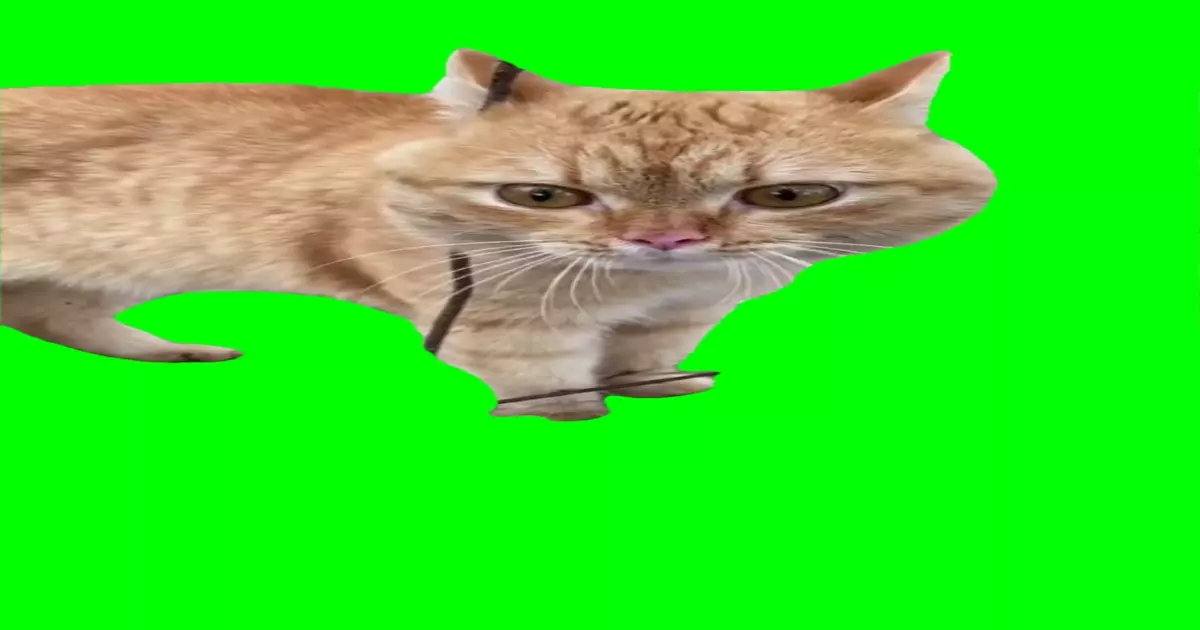 Cat Saying Oh No Meme Download Video