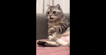 Cat Shocked 2