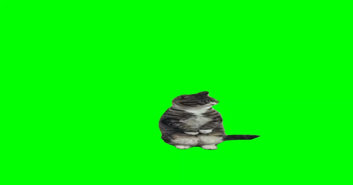 Cat Sitting Green Screen Meme Download Video
