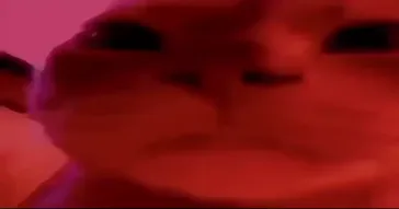 Cat Sitting Meme Download | Video & Audio Meme Video