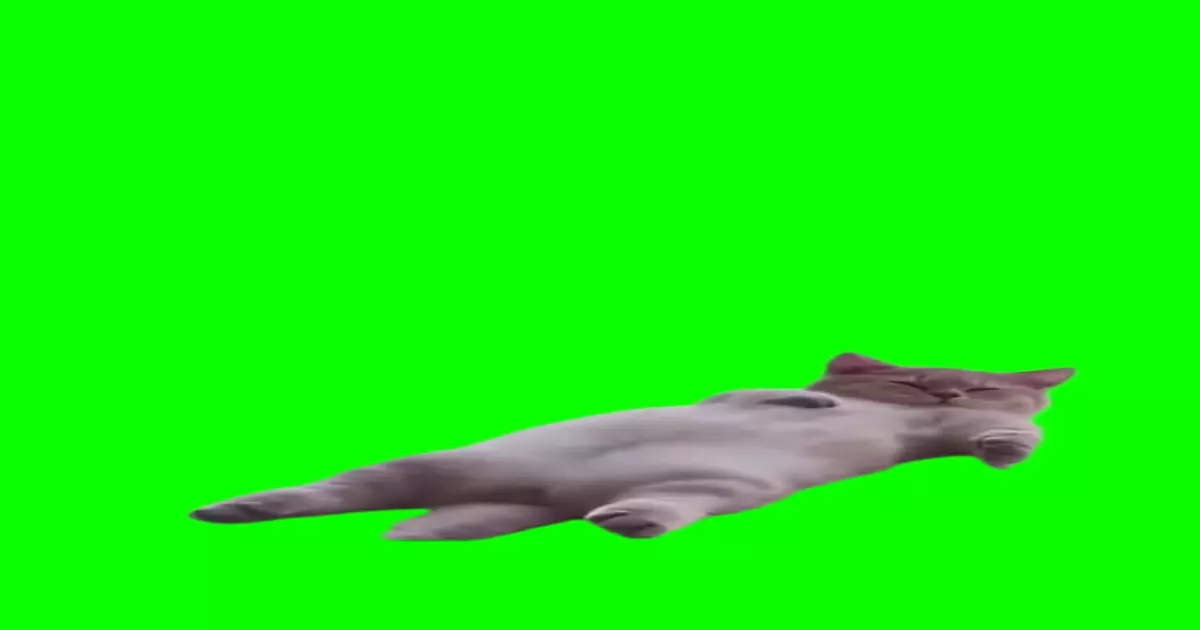 Cat Sleeping Green Screen Meme Download Video