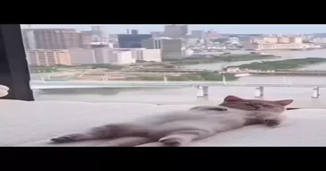 Sleeping Cat Meme Download | Video & Audio Meme Video