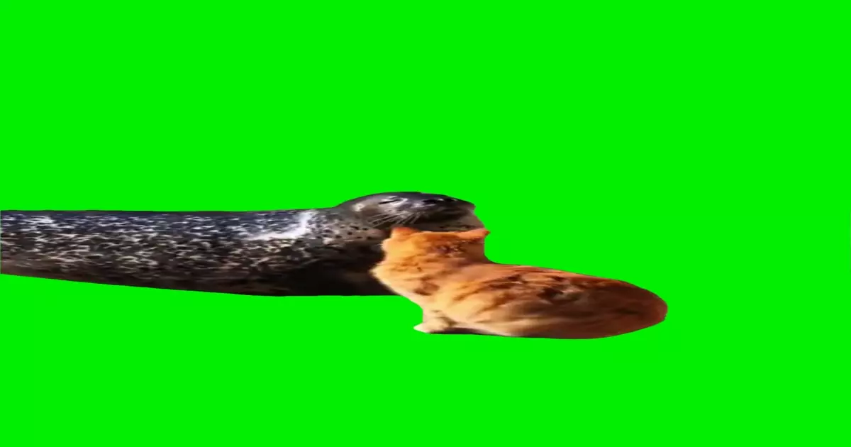 Cat Smacks Sealion Meme Download Video