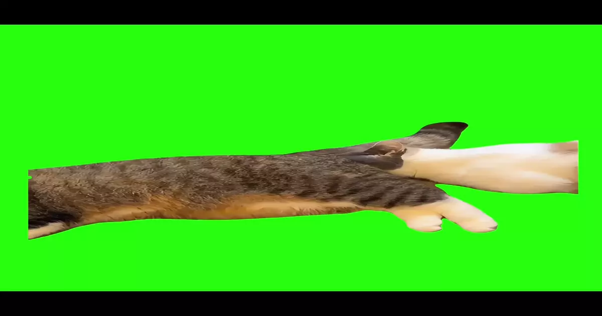 Cat Sniffing Cat Meme Download Video