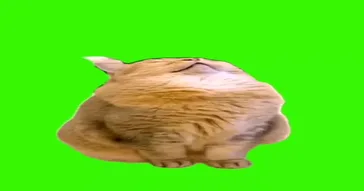 Cats Whispering Green Screen Meme Download | Video & Audio Meme Video