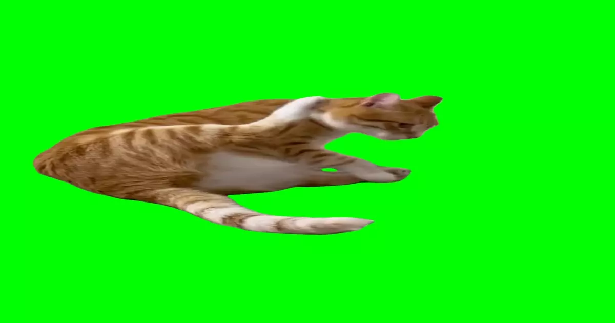 Cat Stare Meme Download Video