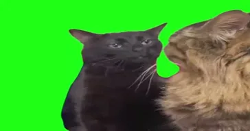 Cat Stare Meme Download | Video & Audio Meme Video
