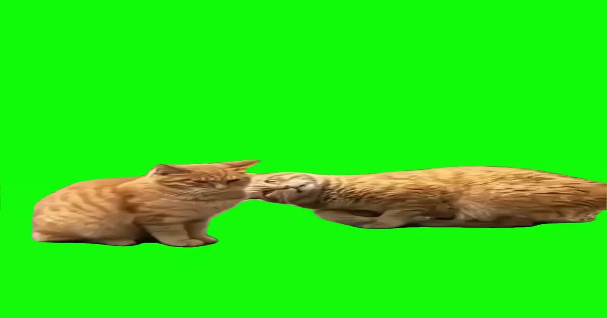 Cat Staring Down A Cat Green Screen Meme Download Video