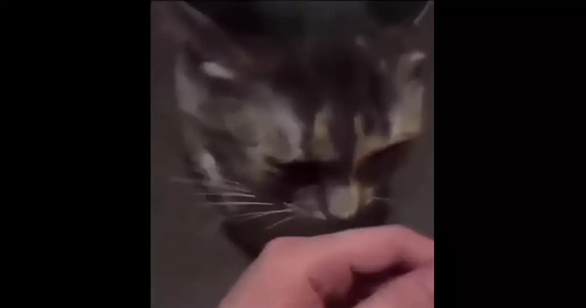 Cat Staring Meme Download Video
