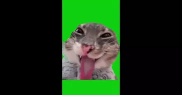 Cat Throwing Up Green Screen Meme Download | Video & Audio Meme Video