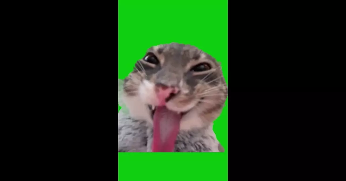 Cat Sticking Tongue Out Green Screen Meme Download Video