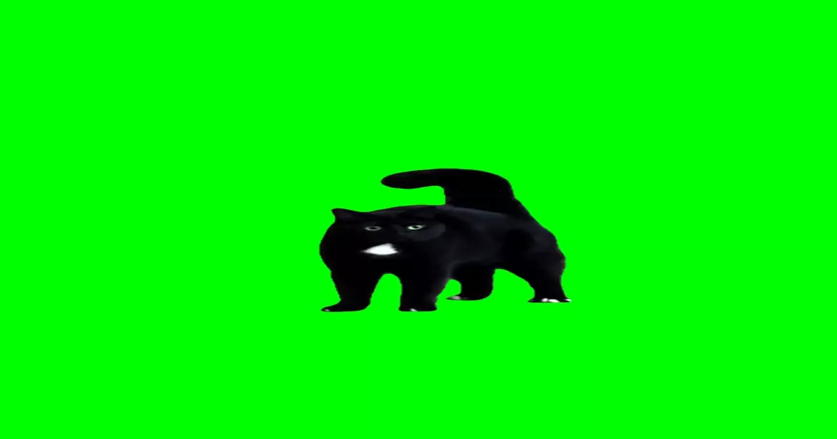 Cat Tadaaa Green Screen Meme Download Video