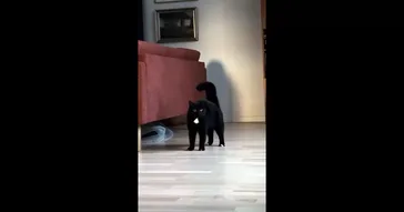 Cat Tadaaa Meme Video