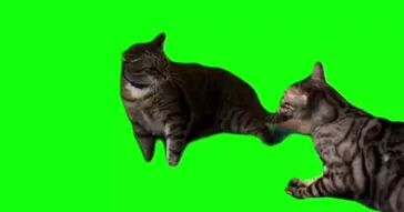 Cat Throwing Hands Meme Video