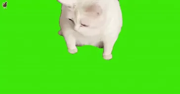 Cat Chewing Green Screen Meme Download | Video & Audio Meme Video