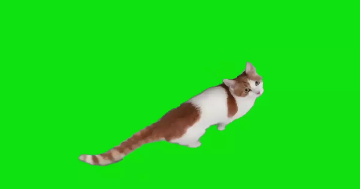 Cat Wants You To Open Door Meme Download Video