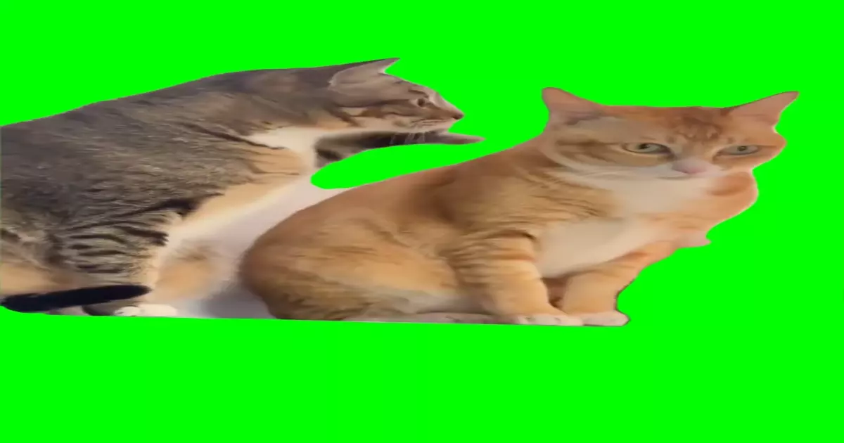 Cat Whispering Meme Download Video