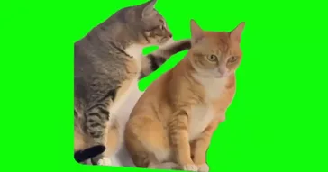 Mouse Talking To A Cat Green Screen Meme Download | Video & Audio Meme Video