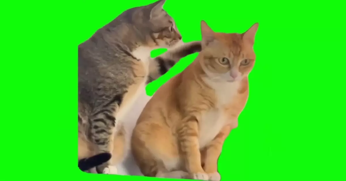 Cat Whispering To Another Cat Green Screen Meme Download Video