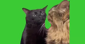 Cat Zoning Out Meme Video