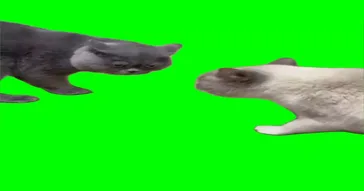 Cats Talking Green Screen Meme Download | Video & Audio Meme Video