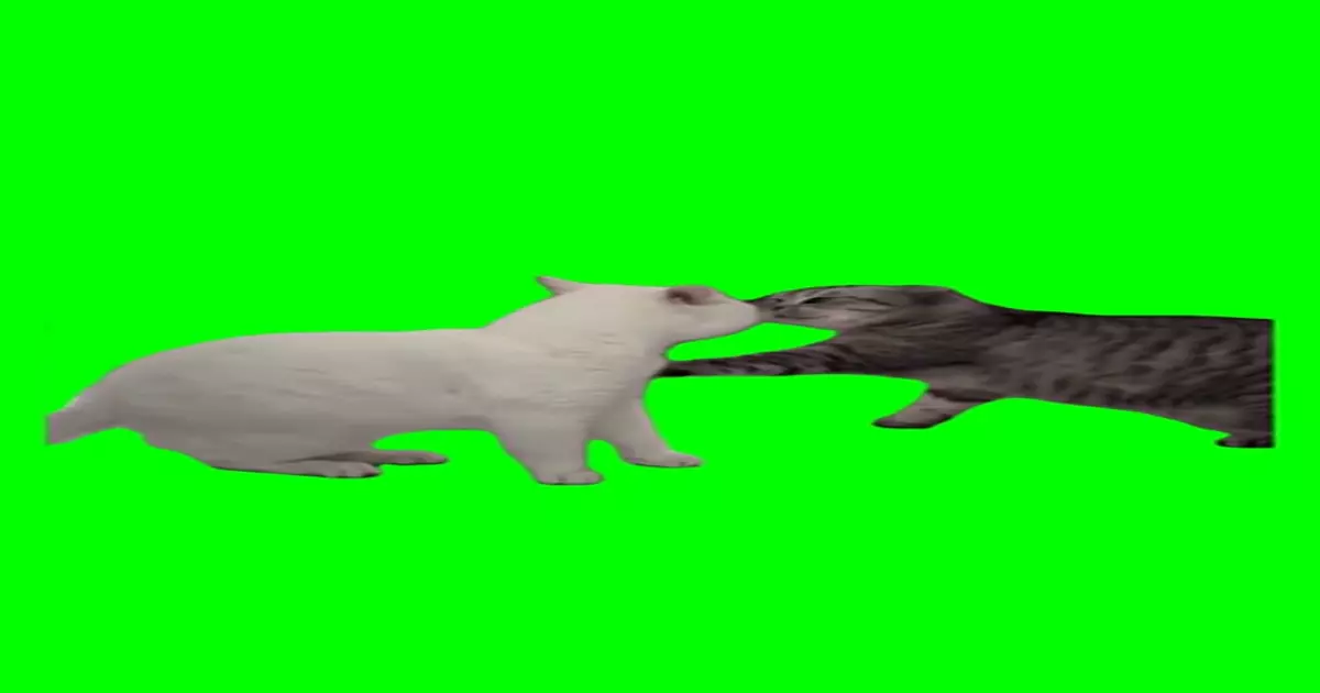 Cats Arguing Meme Download Video