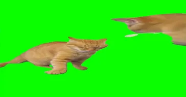 Cats Slap The Duck Meme Download | Video & Audio Meme Video
