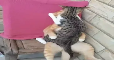 Cats In Heat Meme Video