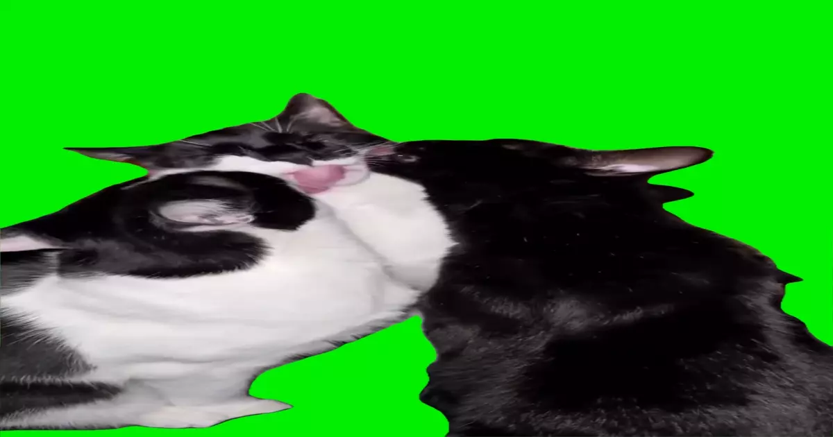 Cats Licking Meme Download Video