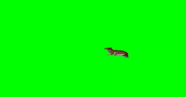 Cats Playing Wrestling Green Screen Meme Video