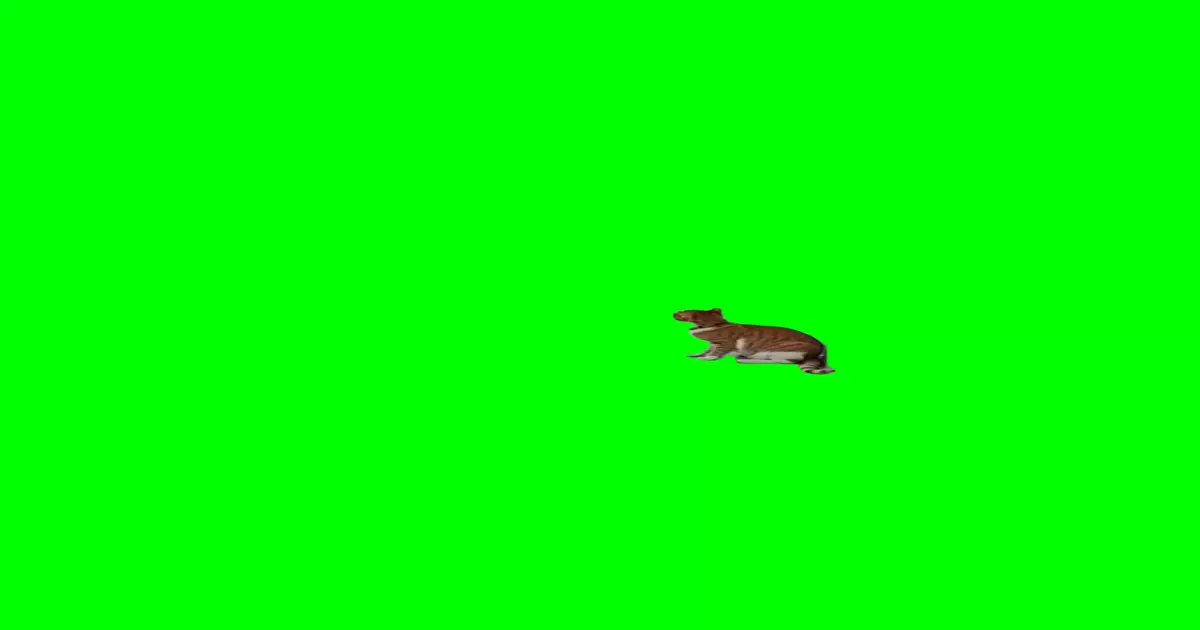 Cats Playing Wrestling Green Screen Meme Download Video