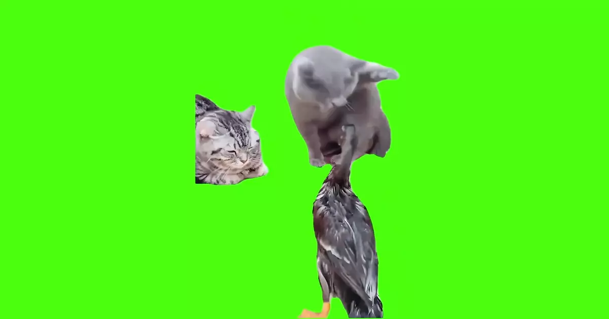 Cats Slap The Duck Green Screen Meme Download Video