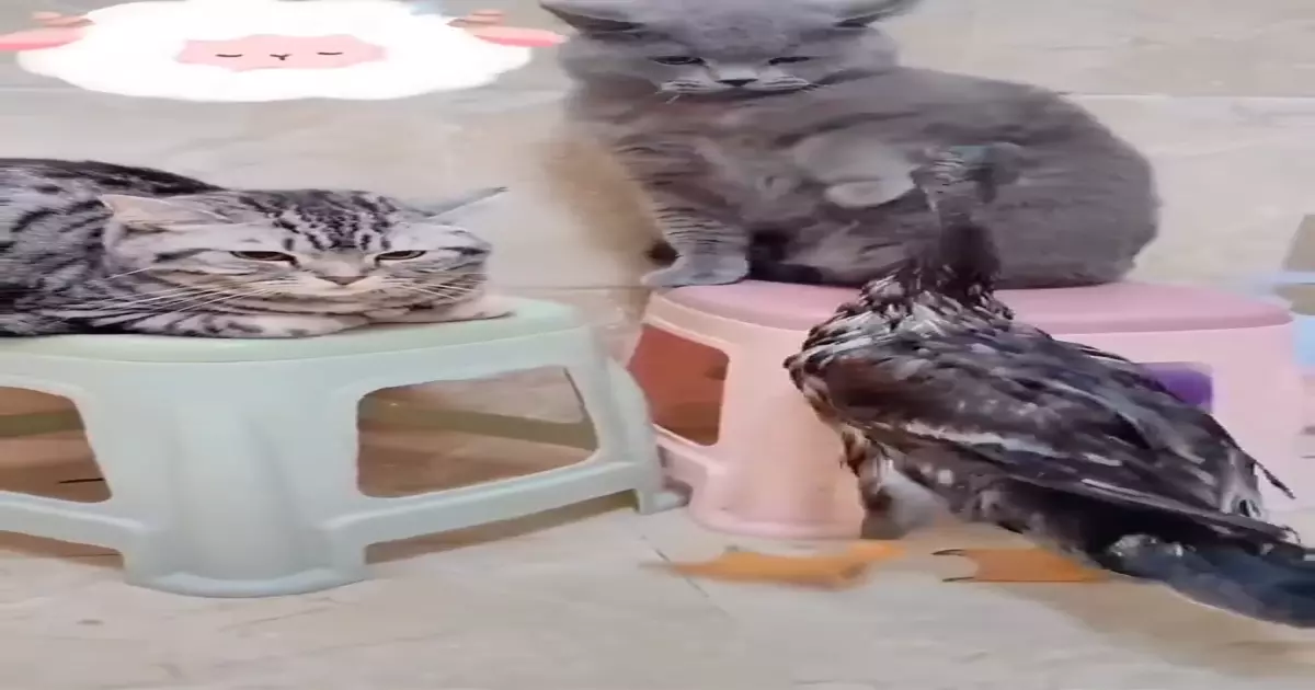 Cats Slap The Duck Meme Download Video