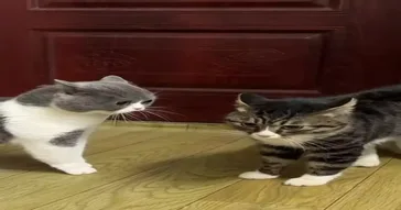 Talking Cats Meme Download | Video & Audio Meme Video