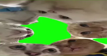 Cats Talking Green Screen Meme Download | Video & Audio Meme Video