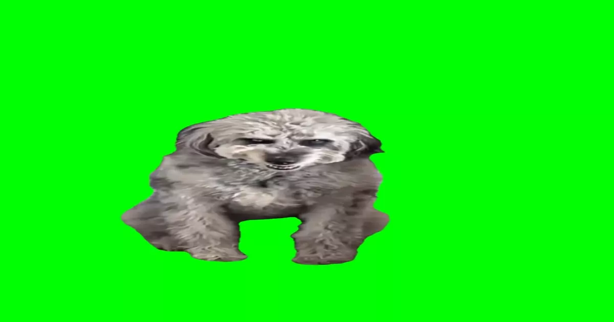 Cheesy Smile Dog Meme Download Video