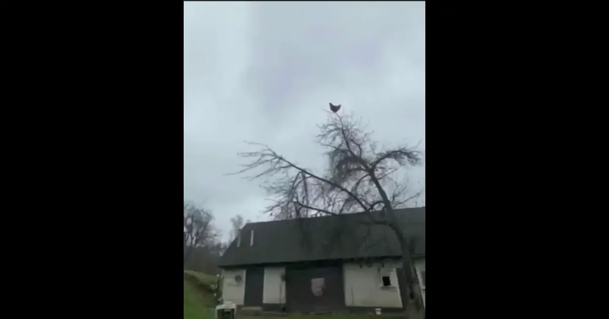 Chicken Screaming On Tree Meme Download | Video, Audio & Image