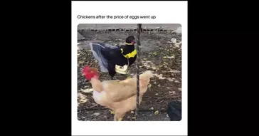 Shrek When The Bird Eggs Turn Into Fried Eggs Funny Meme Download Video