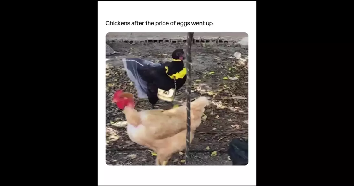 Chickens After The Price Of Eggs Went Up Funny Meme Download Video